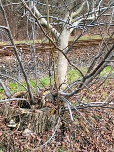 Paolo Coelho: „Al 5-lea munte”