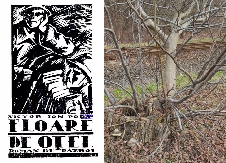 Recenzie carte: „Floare de oţel” de Victor Ion Popa